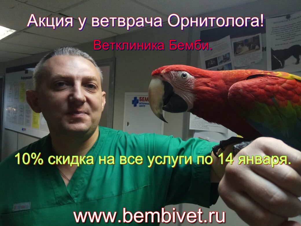 Лечение птиц, онлайн консультации по скайпу. - Страница 2 - Форум района  Бирюлево